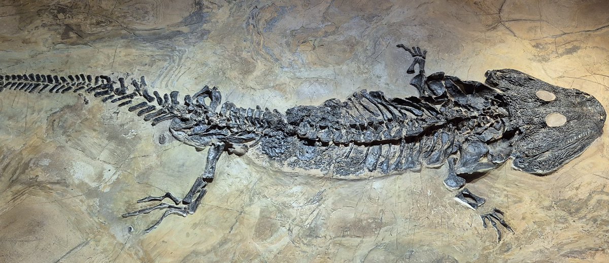 WhWafa's tweet image. Zurich Natural History Museum