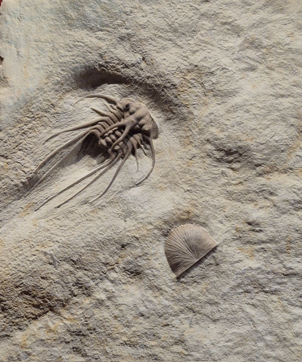 WhWafa's tweet image. Zurich Natural History Museum
