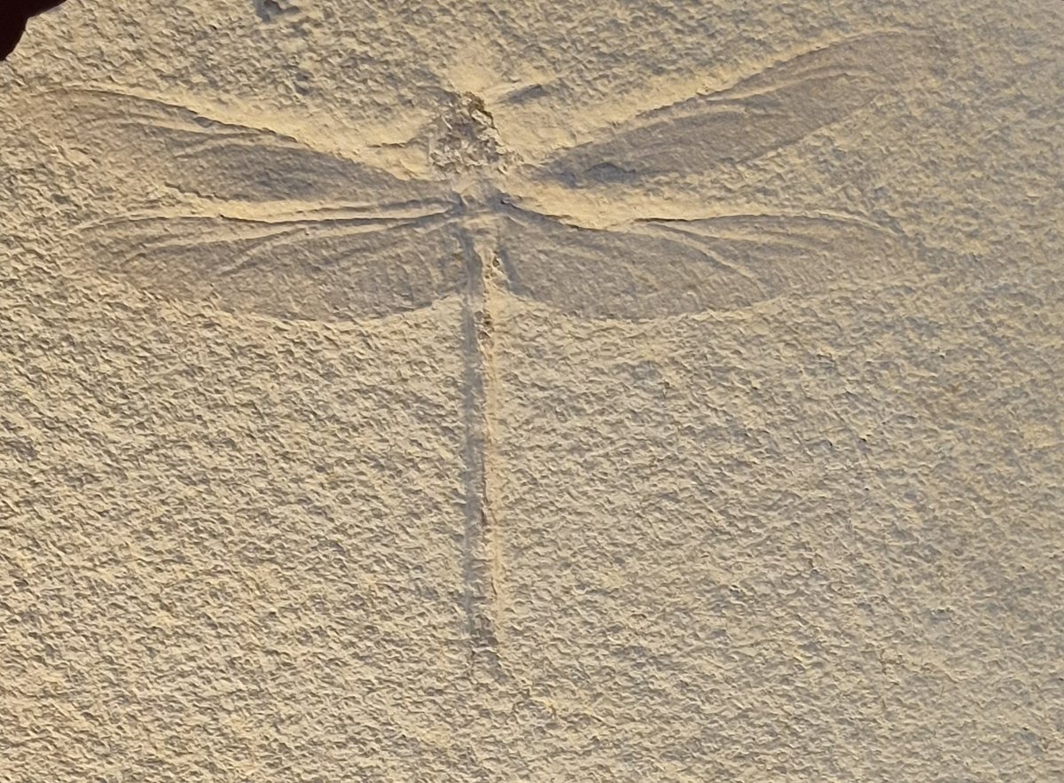 WhWafa's tweet image. Zurich Natural History Museum
