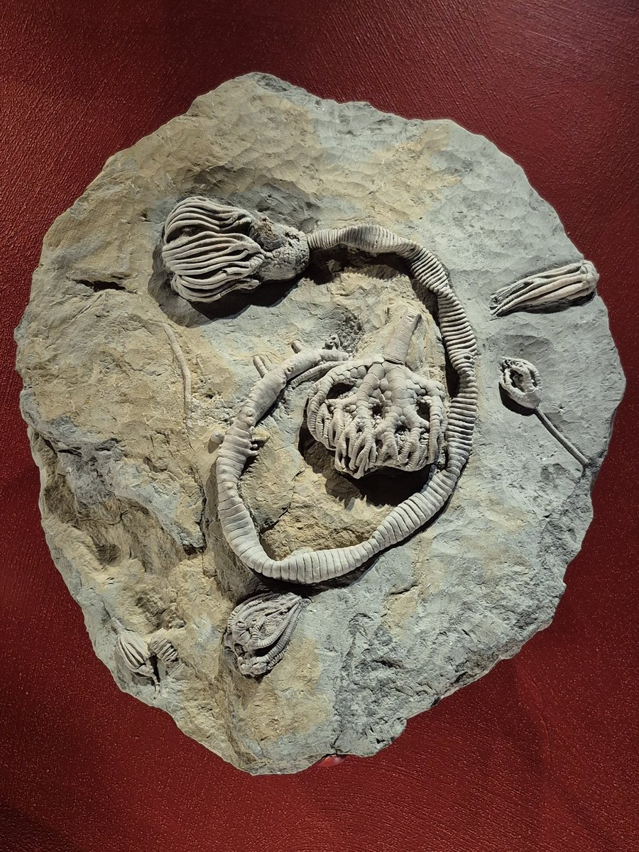 WhWafa's tweet image. Zurich Natural History Museum