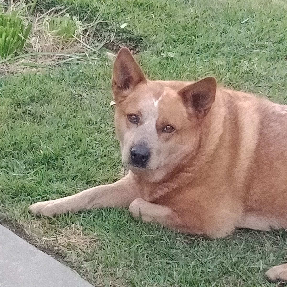 <a href="/CredibleCrypto/">CrediBULL Crypto</a> G'day from down under.
Ginger. Miss her. ❤️