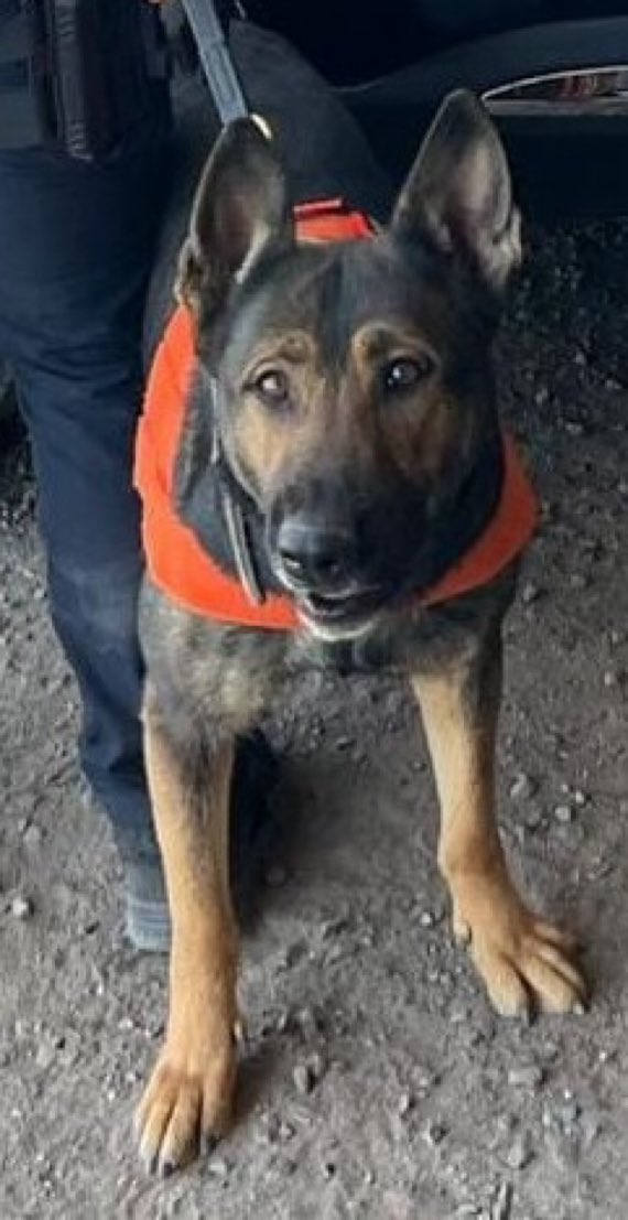 Oficiales de la unidad K-9 de la Policía Estatal detuvieron durante patrullajes por la colonia Benito Juárez en #Hermosillo a Ángel "N", al detectar 60 envoltorios de sustancia prohibida con la ayuda del oficial canino Meno.