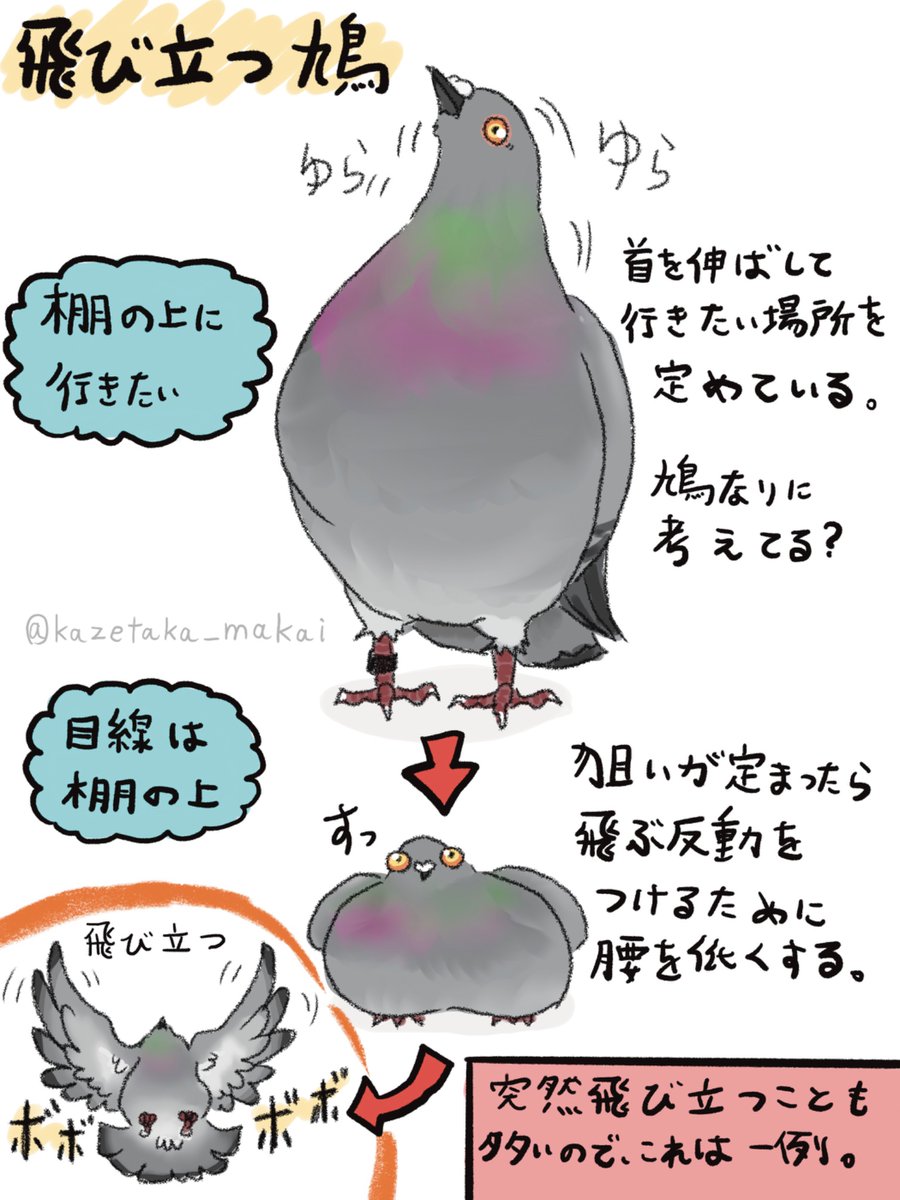 飛び立ちの予兆🕊️ ❁レース鳩❁ドバト❁カワラバト❁ ❁Pigeon❁Dove❁