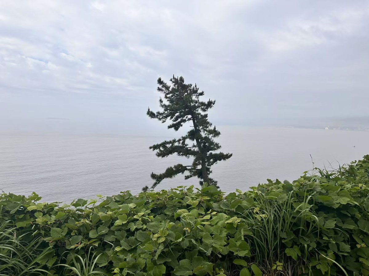 曇ってますが、雨は降ってません。
少し蒸し暑いです。
#ケープ真鶴,#真鶴