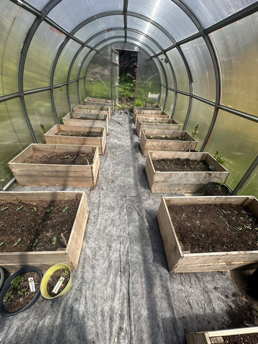 I just love spending time helping out in our community garden. A great morning spent with my son and DIL, and of course my adorable grand fur baby. No, Chum was not impressed.