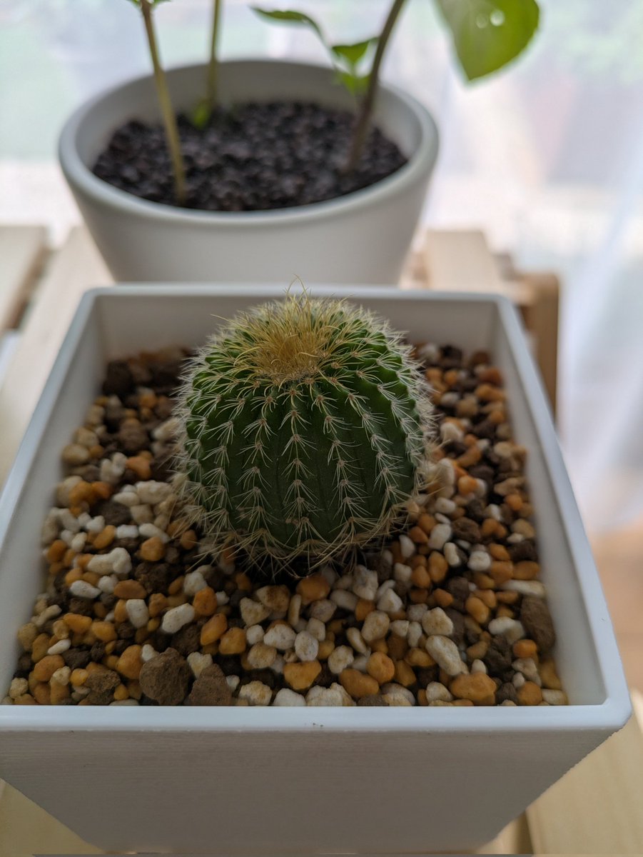 初めて手を出すサボテン。サボテン的なサボテンの見た目していますね😚
結構可愛い🥰