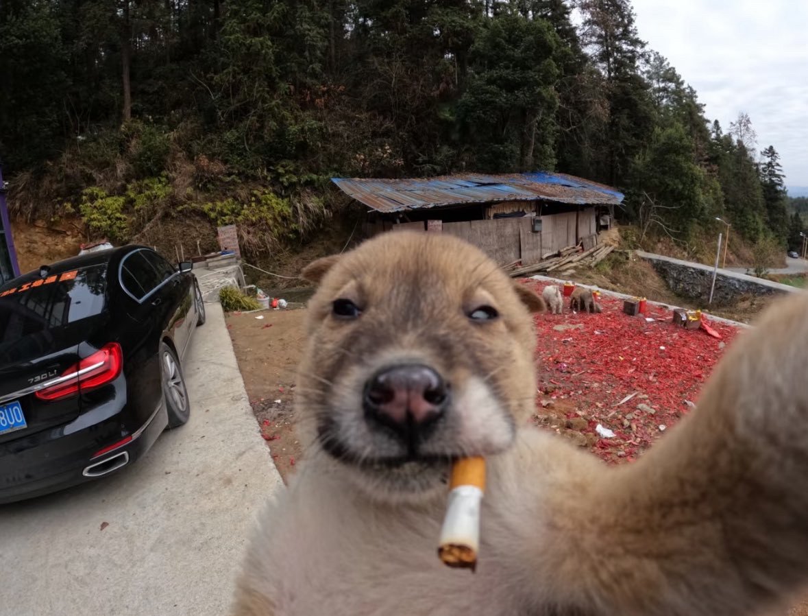 puppyv0re (@puppyv0re) on Twitter photo 