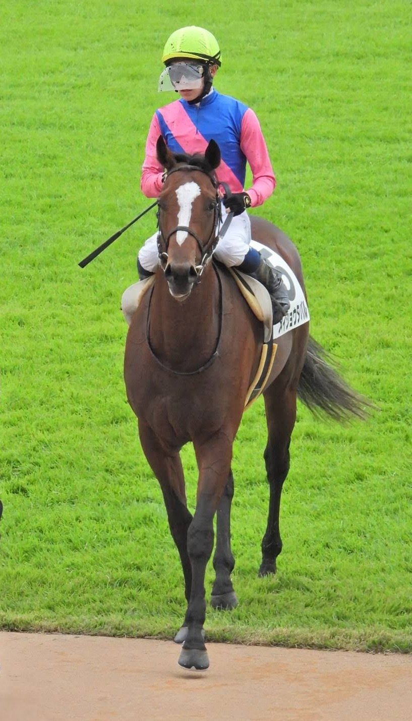 メイショウタバル メイクデビュー京都 現地単勝馬券☆クイック