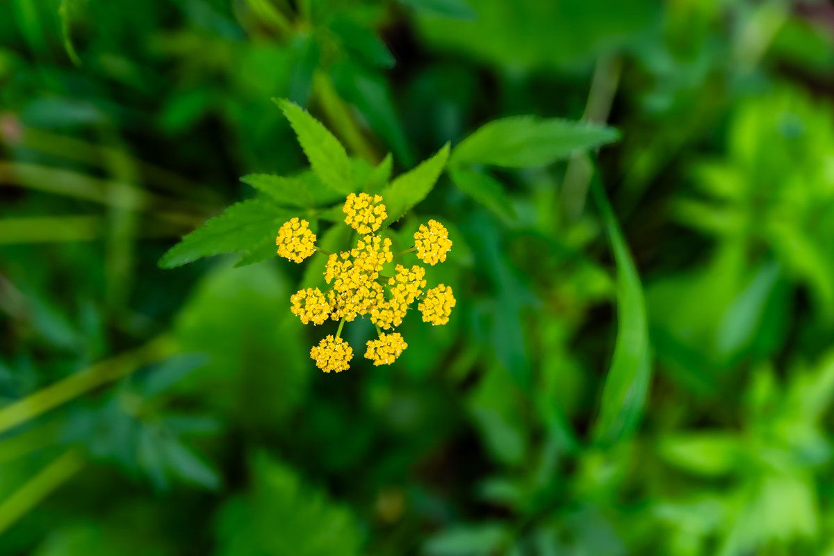 <a href="/A_ZofWonderment/">Toula Grayce Mavridou-Author & Photographer-No DMs</a>