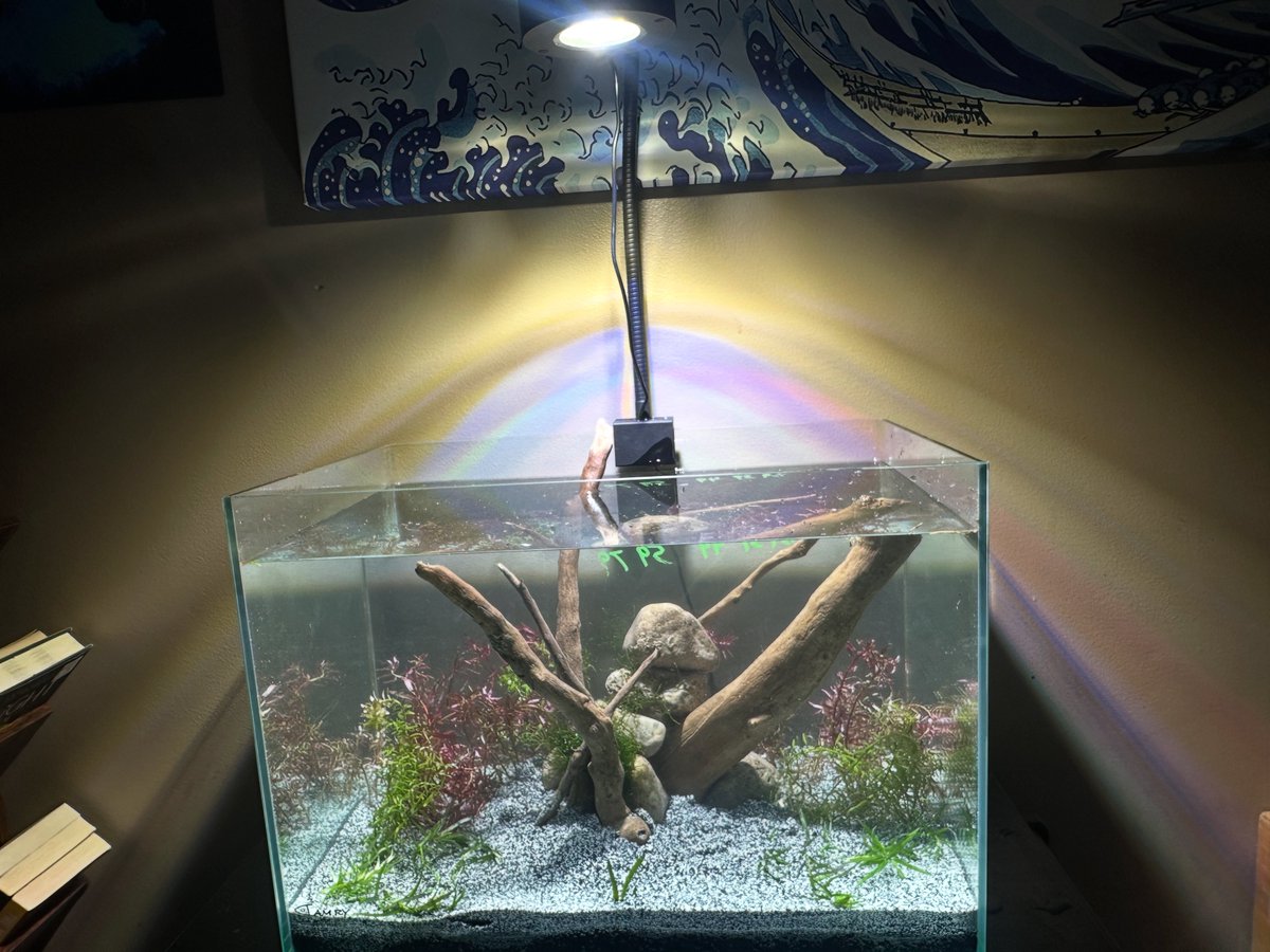 nrose1988's tweet photo. #peapuffer tank in progress https://t.co/0pYk0H9RUe
