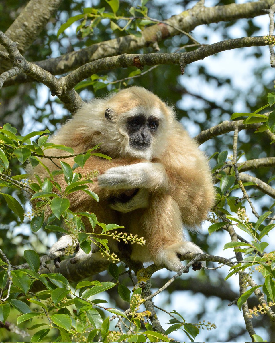 and who said a gibbon boy can't be round 😌
