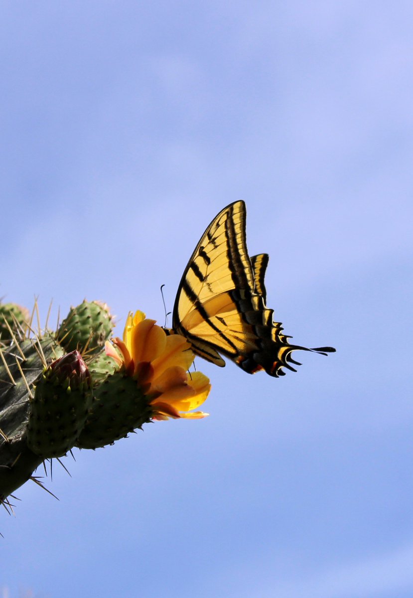 Mariposa cola de golondrina. 
#mariposa #flor #naturaleza
#Butterfly #nature