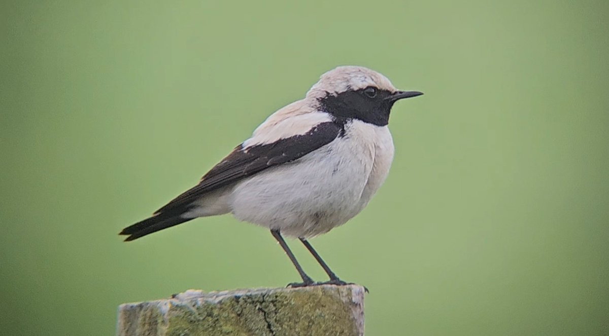 Luke Stoppard tweet media