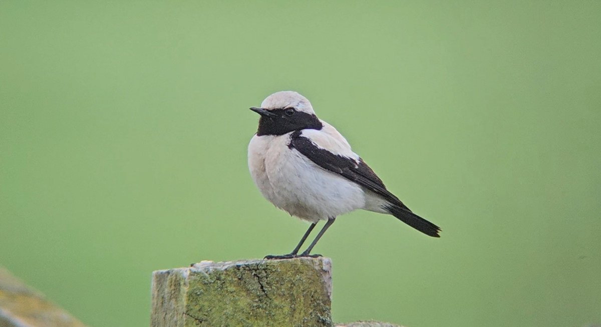 Luke Stoppard tweet media