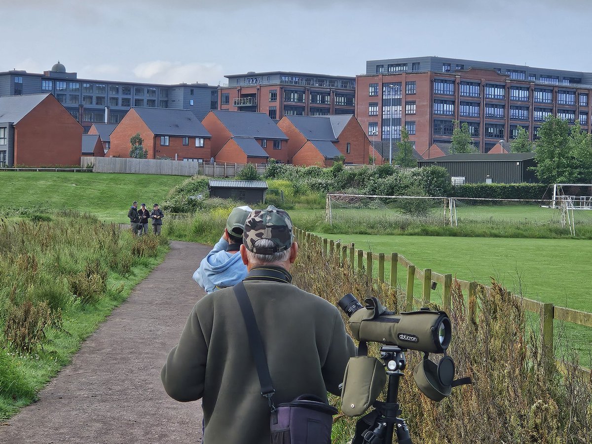 Bristol proved to be a good choice of venue for my 3rd year university exhibition! Certainly wasnt expecting this to turn up... Desert Wheatear, this morning in Keynsham. <a href="/bristolbirding/">BristolBirding</a>