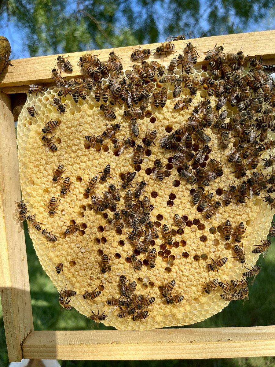 Bee Sweet Honey (@beesweethoneytx) / Posts / X