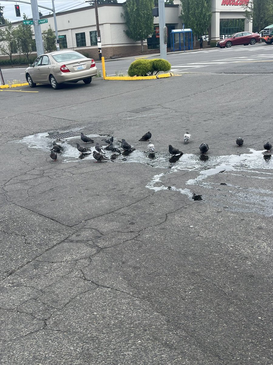 The 7/11 guy thanked me for not parking directly in front of the store because every day at 5pm he “waters the pigeons” by turning on the hose in the parking lot so they can bathe and drink