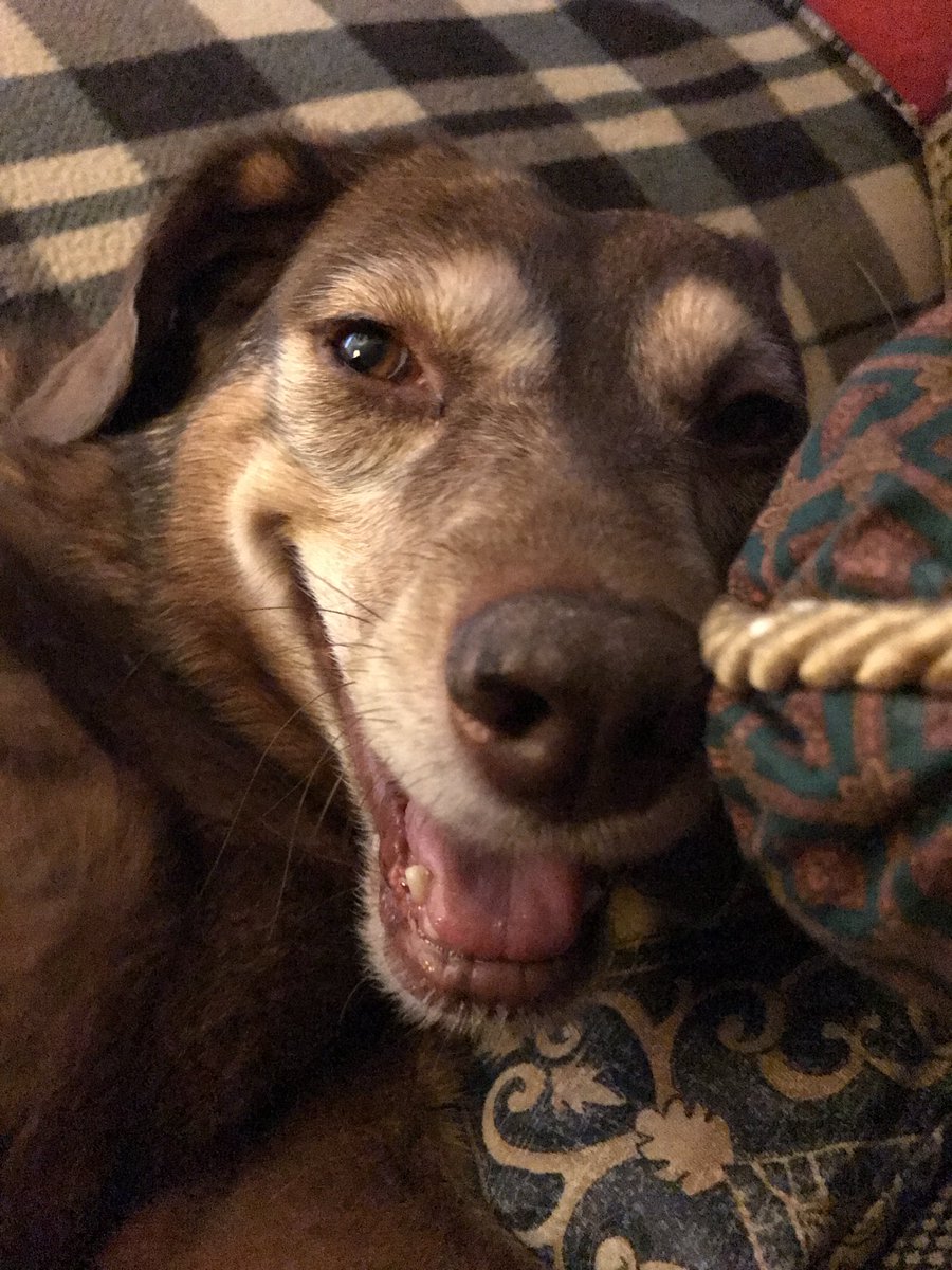 From the vaults. Smiling that sweet smile back in 2017. #dogsoftwitter #katethedog #rainbowbridge #imissyou