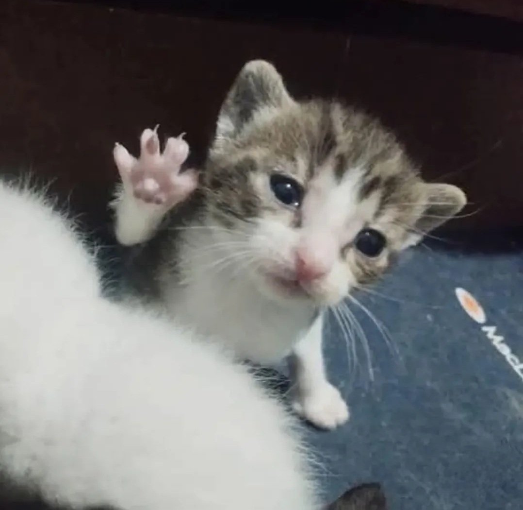 _Arumann's tweet photo. @petitcanards @Catsillyness https://t.co/n98dVScShv