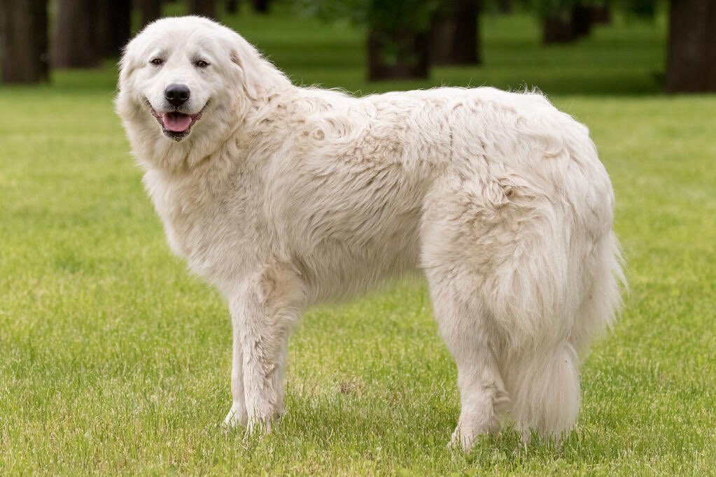 Possibly the most important writer question I’ll ever make.

I have a dog in this project (lie I have seven) that I CANNOT come up with a name for.

Any ideas it’s driving me mad 

This is what she looks like, promise she won’t die but she needs a name cos she’s a good girl.