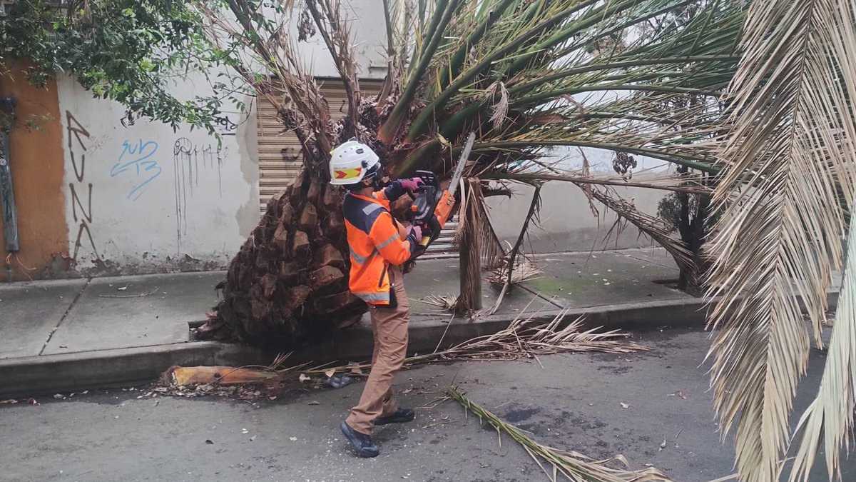 Personal de #ProtecciónCivil360 realizó el retiro de ramas secas y caídas de una palmera que se encuentra ladeada, sin representar riesgo inmediato de caída en Juan Escutia esq. Serafín Olarte.  Se canalizó el caso al área de arbolado para su valoración.