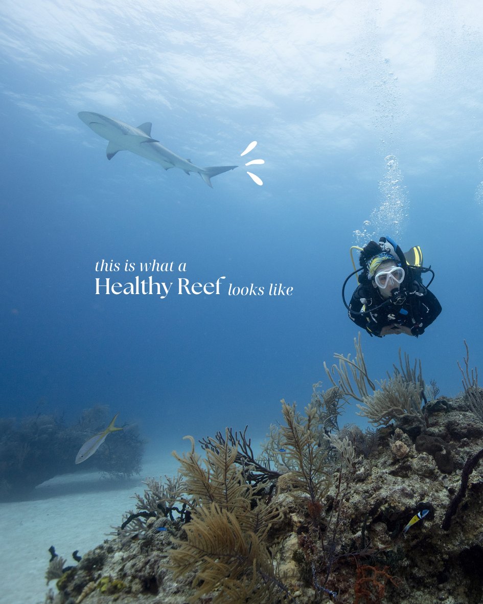 PADI tweet media