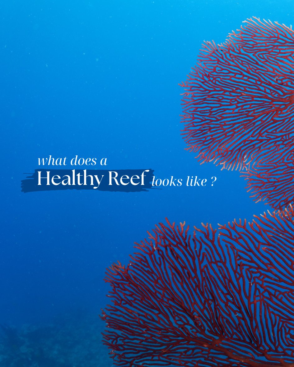PADI tweet media