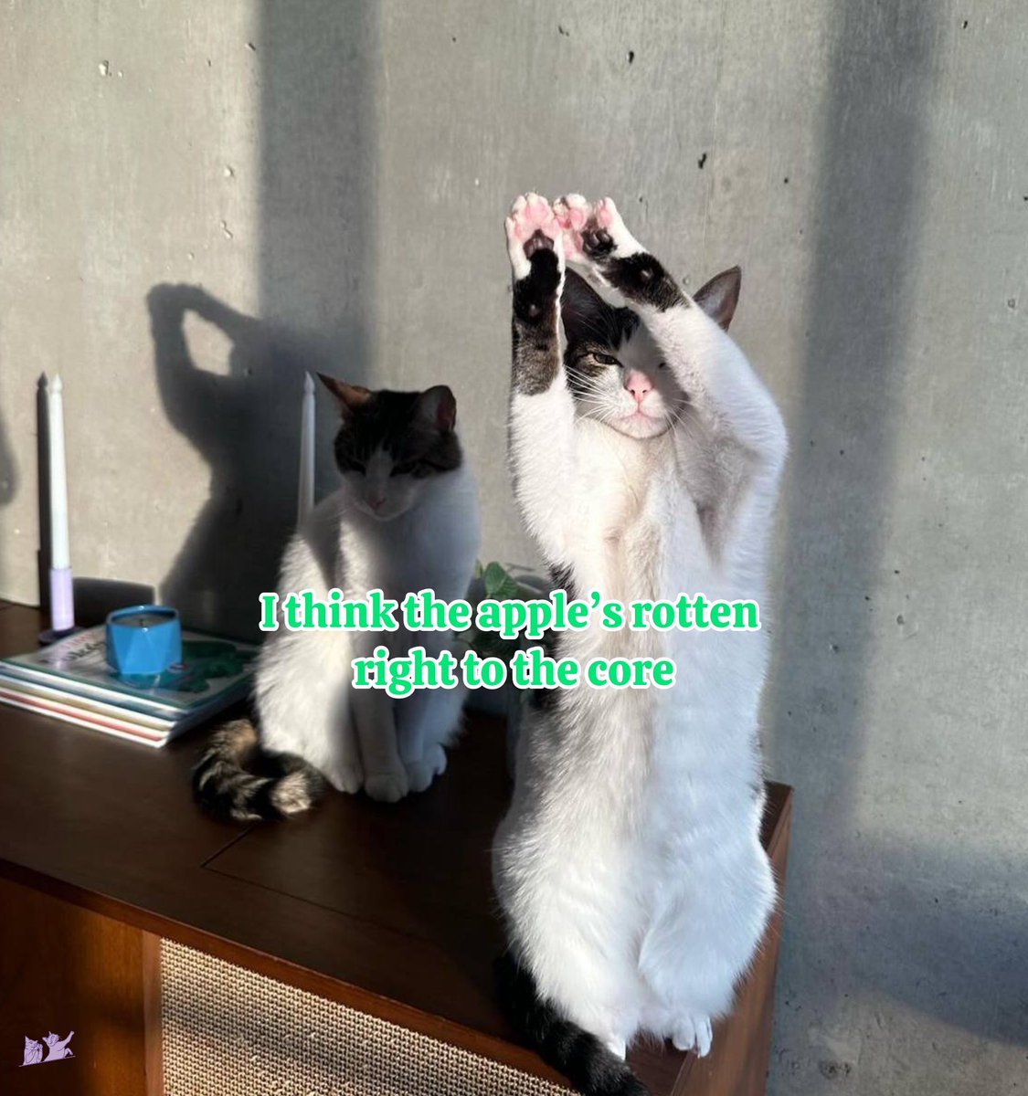 CrampCats's tweet photo. I think the apple’s rotten right to the core @charli_xcx #apple #appledance #brat #bratcat #bratsummer https://t.co/66VWjkezat