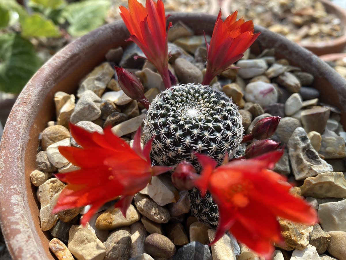A few ‘hardy’ cacti in flower this week. Rebutia heliosa var. condorensis. This plant started my interest in hardy cacti when I saw a plant at an AGS show, Sulcorebutia tarobucoensis subsp. patriciae, Gymnocalcium andreae VS156 and Rebutia albopectinata FR758. #fairviewyearround