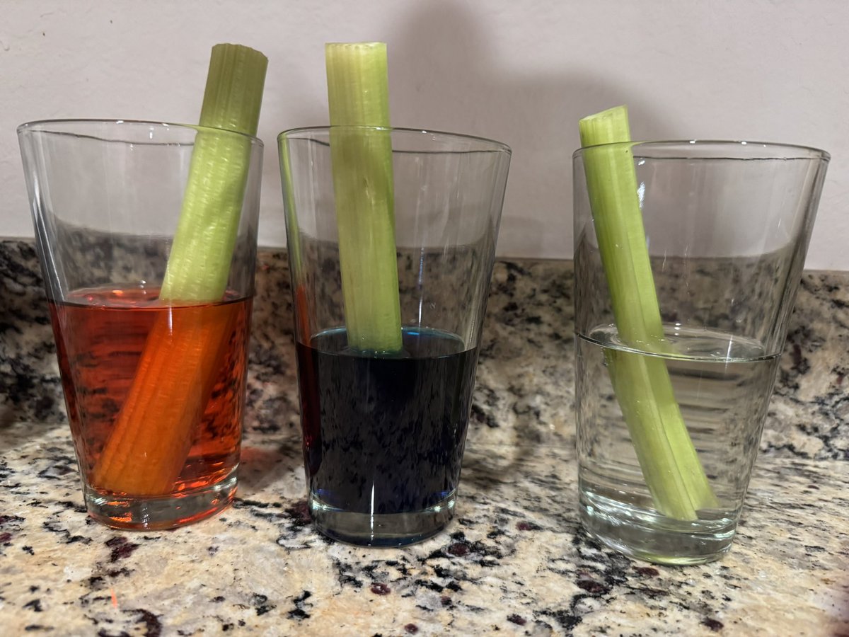 Looking for a simple activity to do with your kids? Celery going bad because your kids won’t eat their veggies? Here’s a solution. Add food coloring to water and observe what happens over the next few days. Add a cup of plain water as a comparison (control group).