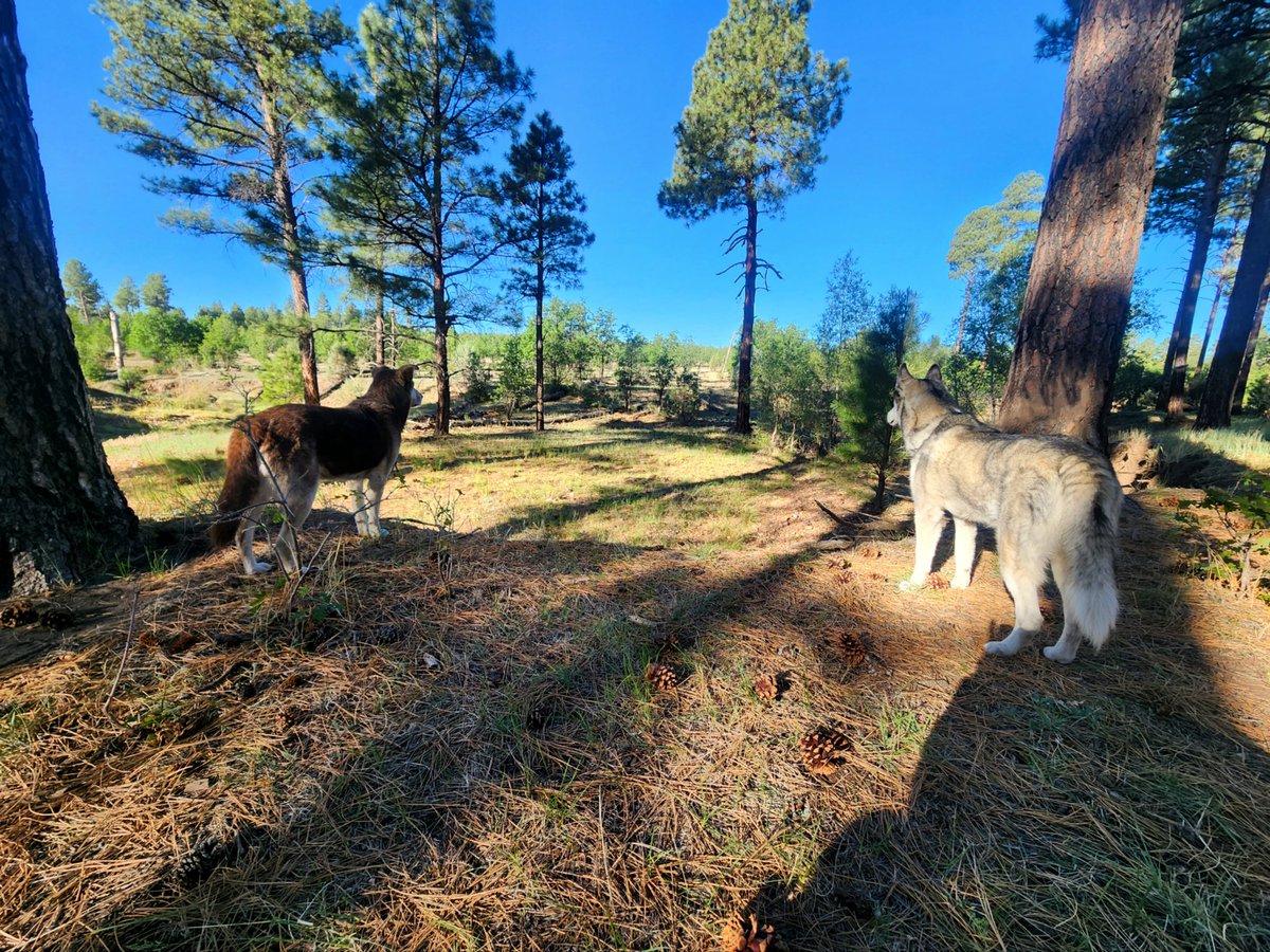 Enjoyed this weekend in the great outdoors with my husband Astro &amp; our two puppies :D