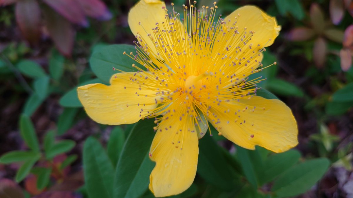 （おはようございます▽朝から蒸し暑いですね▽お昼までには、さらに気温が上がり３０度以上の真夏日になりそうです▽水分補給をするなど、熱中症対策をしましょう）（Ka）