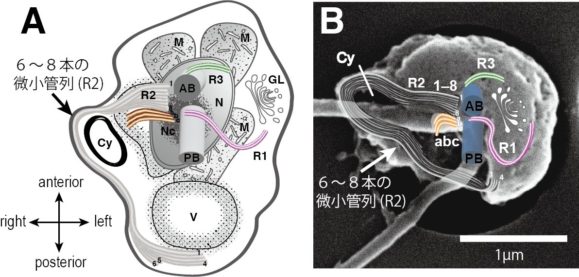 TakGKataoka's tweet image. 日向湖から単離した細菌捕食原生生物を新属新種Hirugamonas aperieosとして提案した論文が公開されました。
学名は「日向湖から発見された（捕食口を）大きく口を開く単細胞生物」という意味としました。3名の卒論生の研究をまとめた研究論文はProtistに掲載されました。 doi.org/10.1016/j.prot…