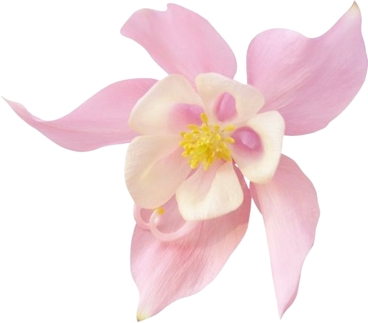 uhoh_itsmiko's tweet photo. ˚❀༉‧₊˚. #promotwt #moothunting
𝜗❁ miko ⚘ they them, minor ❁ৎ
𖹭 no dni + ifb all ༻❁༺
𖹭 sapphic bigender
𖹭 (possible) bpd + audhd
❤︎ + ↺ to be moots ノ appreciated!
⤷ #genshintwt #hi3twt #hsrtwt #honkaitwt #intwt #wuwatwt #zzztwt #voidwelt https://t.co/vvLzpADjyO