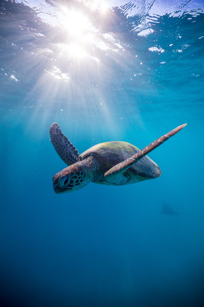 AnimalPlanet's tweet image. Happy World Sea Turtle Day! 🐢 What do you love most about sea turtles? 

📸: Mitchell Pettigrew

#oceanlife #turtle #seaturtle #seaturtleday