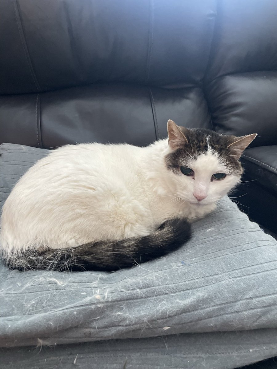 Willie lived to be 24 and just passed away late last year. We got him when I was 5