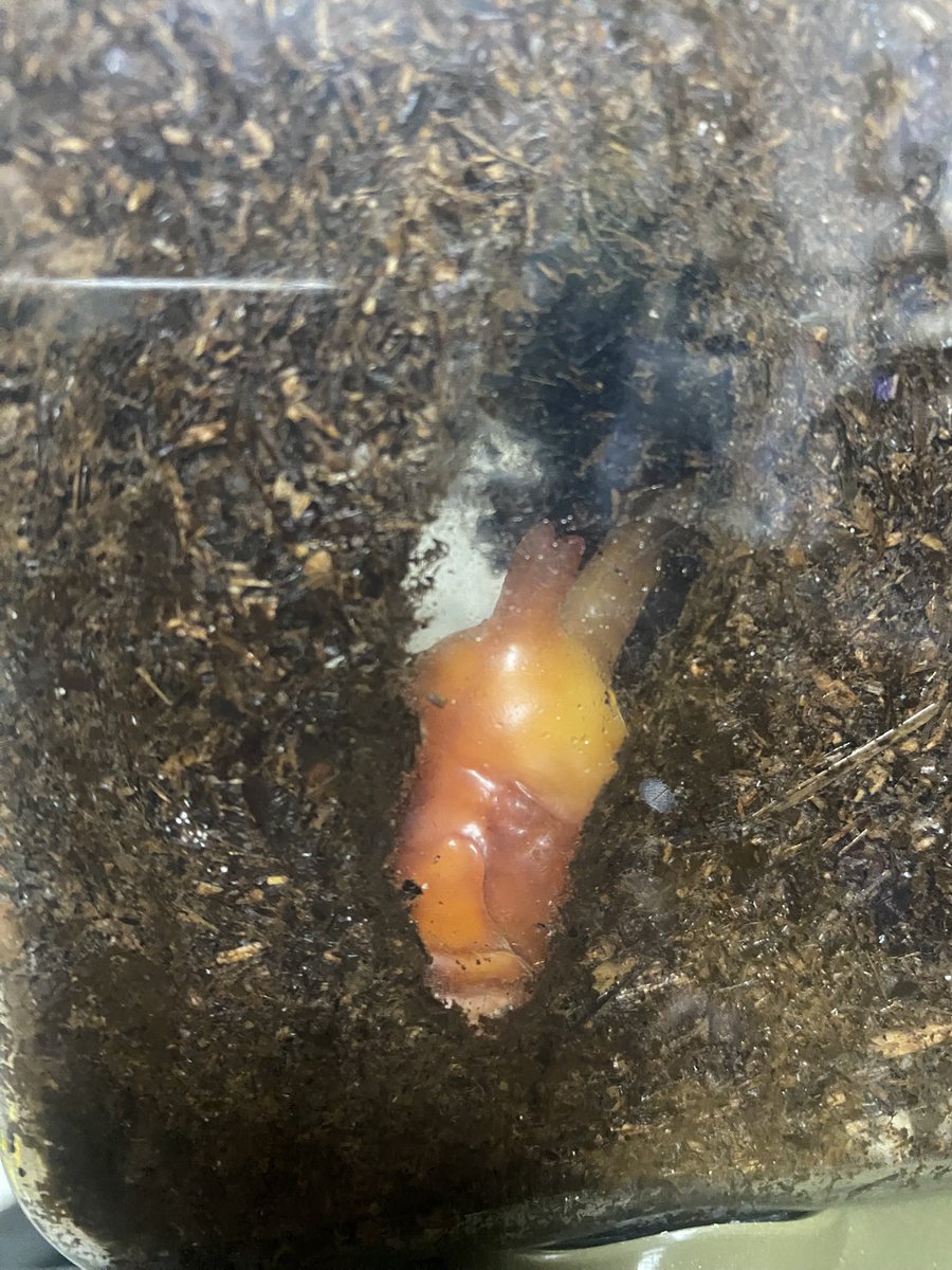 Nopponagonta's tweet photo. 今年も我が家に夏のアイドルが爆誕します。
楽しみです。
#カブトムシ
#幼虫
#飼育 https://t.co/0JHzxhR9Ij