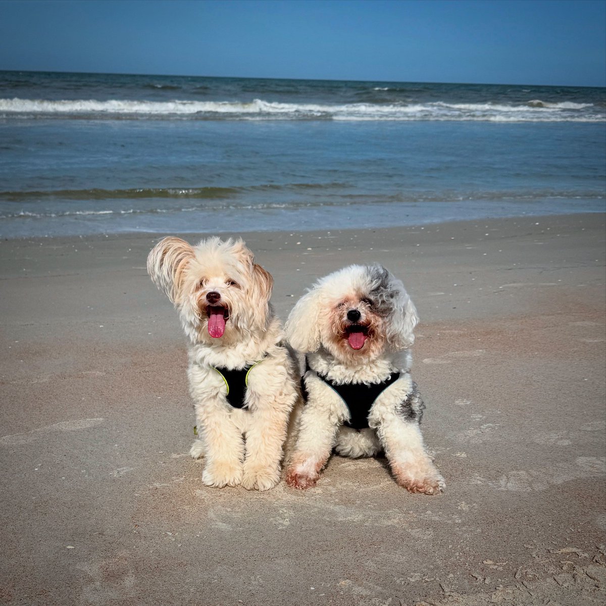 Just beachin’ 🌴🏖️ #dogsoftwitter #beachlife #beach #beachday
