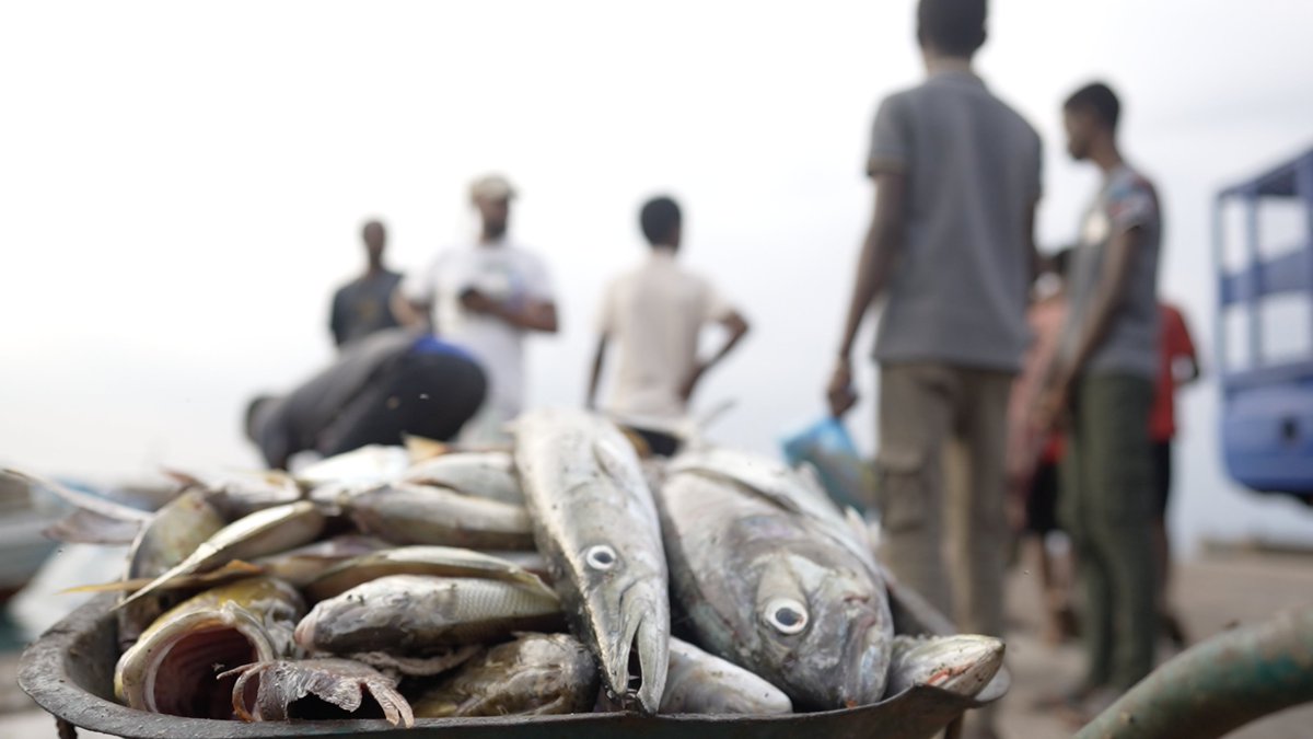 WorldBankMENA's tweet photo. 🌊As the world celebrates #WorldOceanDay, #Djibouti– through this past week’s roundtable on #Agrobusiness– is exploring how to unlock the potential of aquaculture to boost food security, create more &amp; better #jobs, and build a #sustainable blue economy. https://t.co/7eiXnJ9SjK