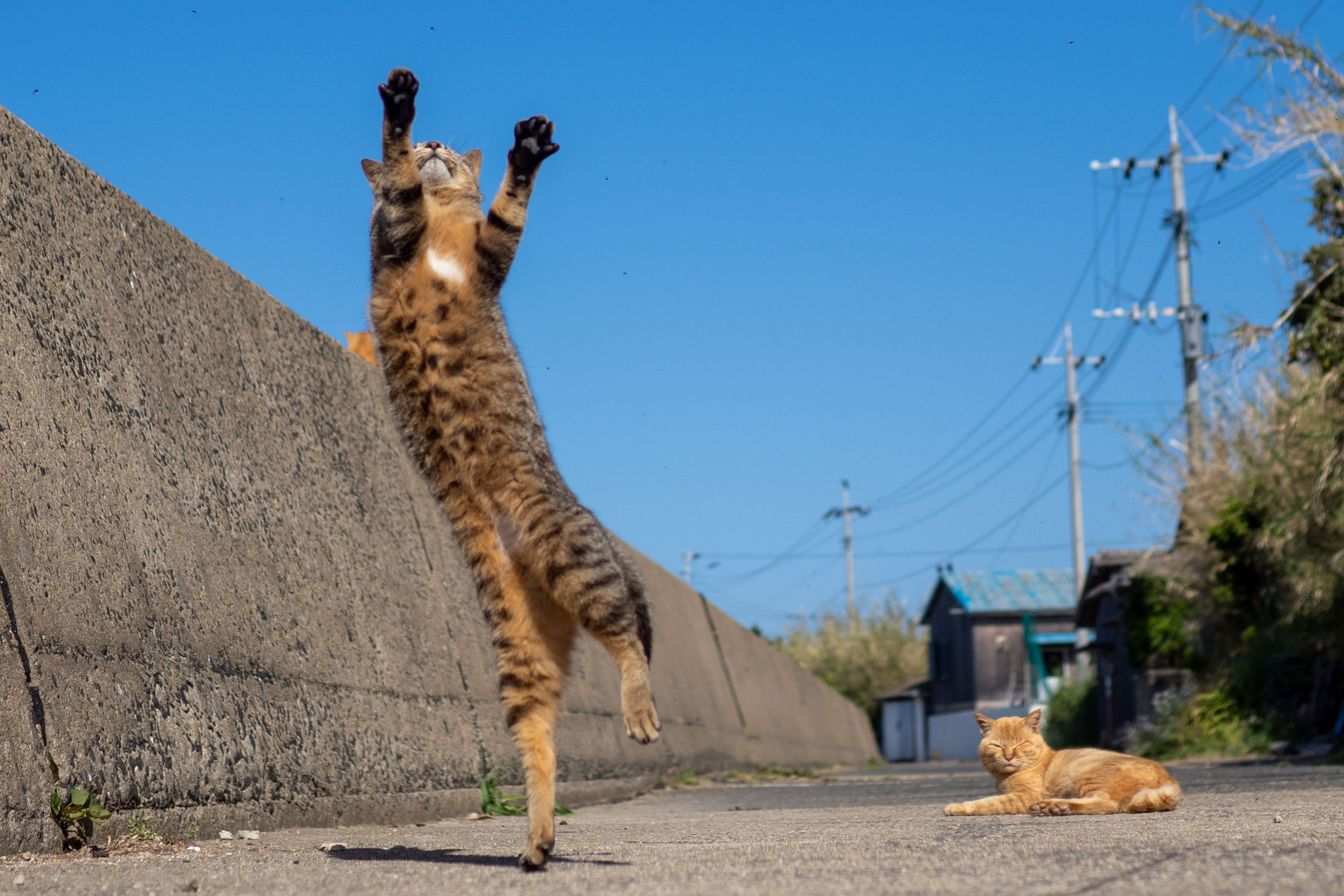 黒猫つくねちゃん太しっぽ on X: 