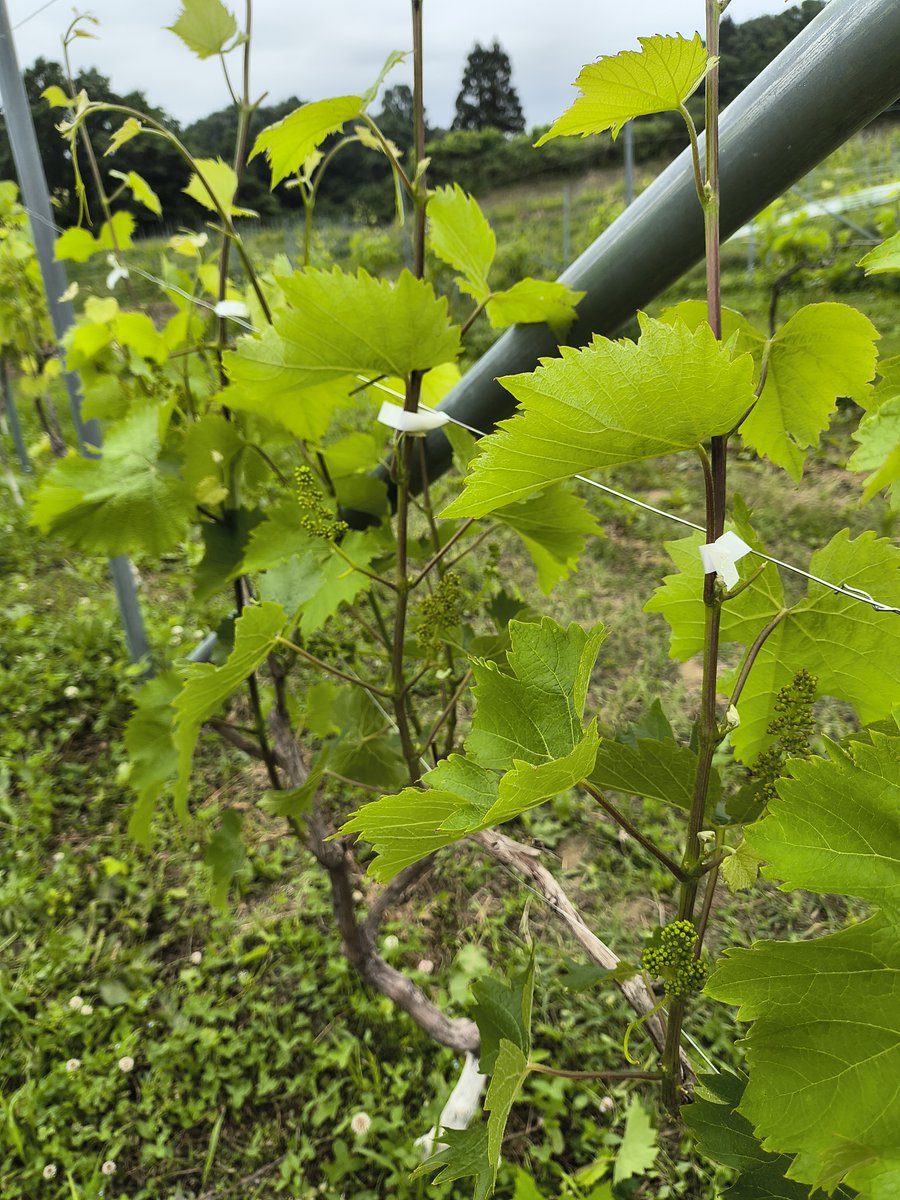 14日は🍇にほんまつぶどう予備校✏️の第4回でした。新しくお1人の生徒さんを迎え☁少し天気が優れませんでしたが誘因や副梢管理行われました。

 TEL　0243-24-8170 
Mail　fukuyume@ivy.ocn.ne.jp

 #にほんまつぶどう予備校
