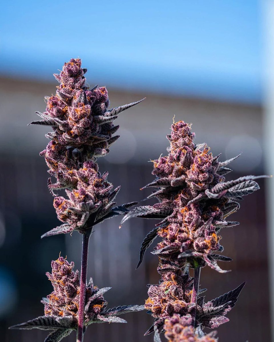 OGRascalGas's tweet image. Tropicana Cookies 🍪