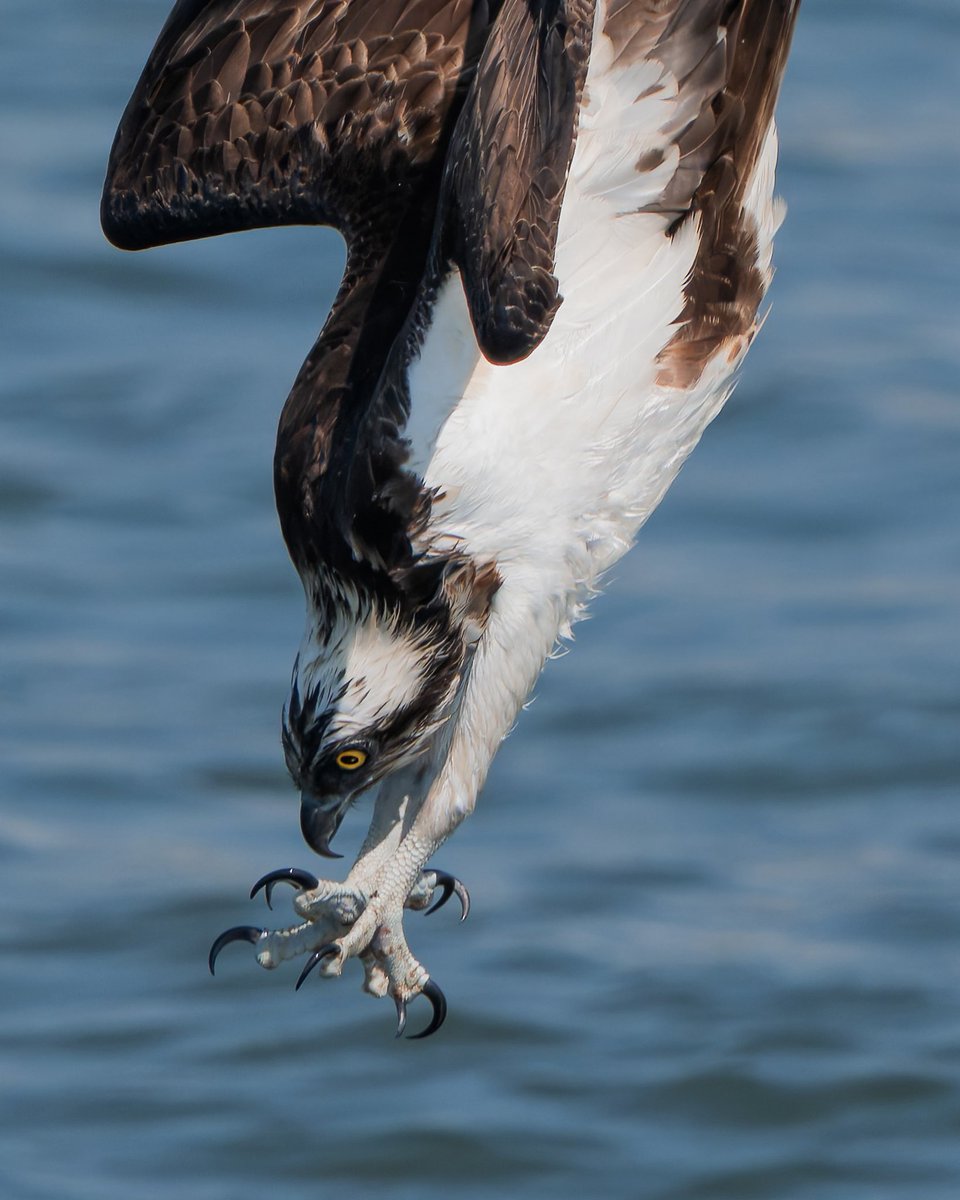 ミサゴの飛び込み💦
#ミサゴ　#osprey