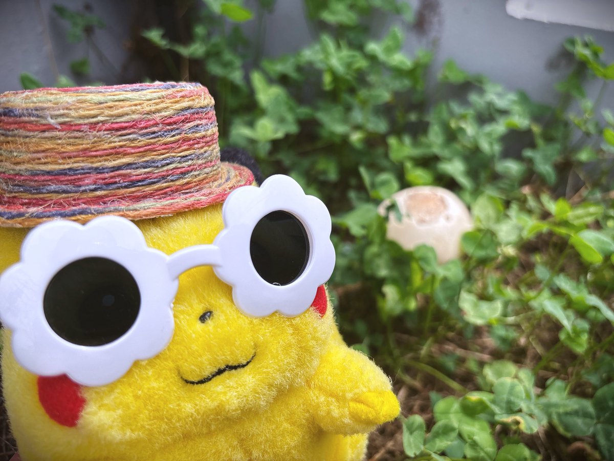 本当に汚くなってきた放置花壇に久しぶりに生えてたきのこ
これは毒きのこだから触るだけでだめなやつだよ いやすぎるね