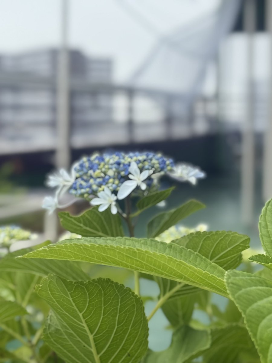 今週は梅雨の中休みとな晴れる日が多くなりそうです☀️
気温も上がりビアガーデンの日和です🍻
本日17ジュニアから営業いたします。
お仕事帰りにいかがでしょうか？
ご来店お待ちしております。
 #富士グリーンホテル
 #ビアガーデン  #富士駅前
 #富士山が見えるビアガーデン
 #beergarden