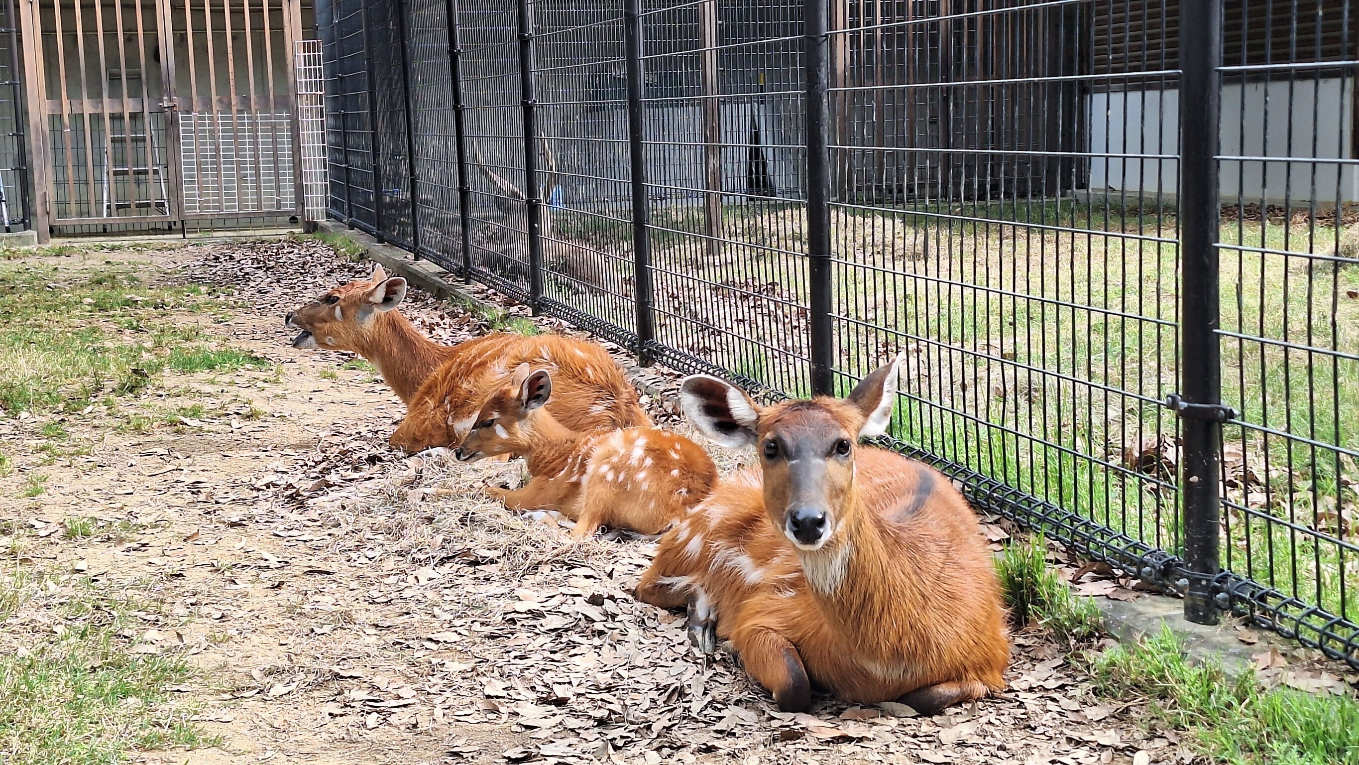 カプセルQ 珍獣動物園