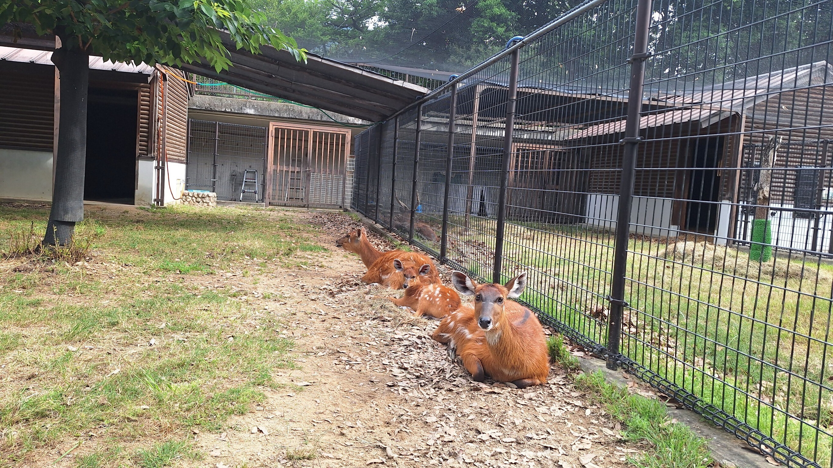神戸市立王子動物園（公式） on X: 