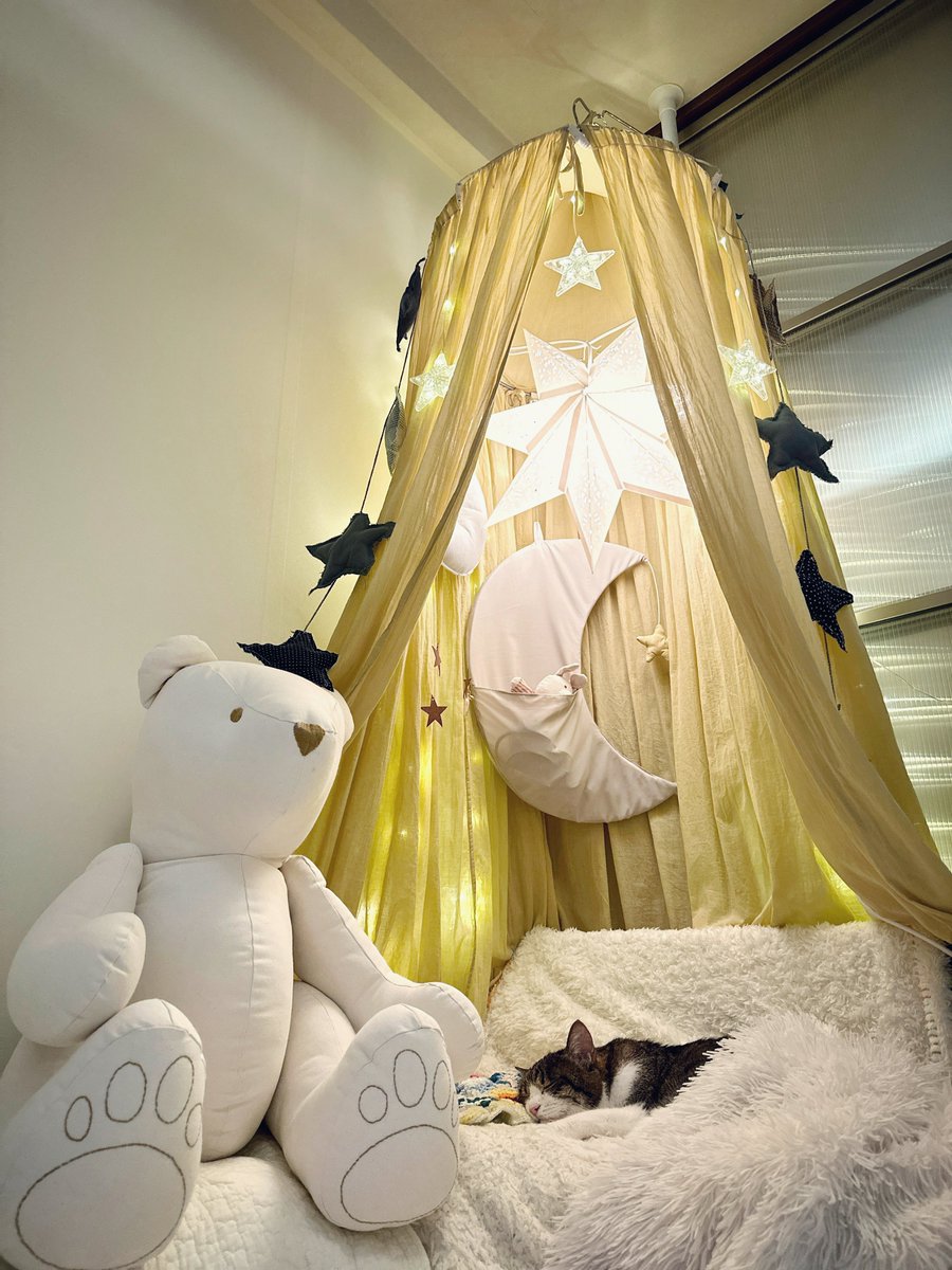 y5_y5_san's tweet photo. 菊ちゃん部屋リニューアル!
前のと同じnumero74のキャノピー⭐️
#猫部屋
#菊ちゃんのお部屋
#numero74
#キャノピー
#天蓋 https://t.co/RznzHMWwiy