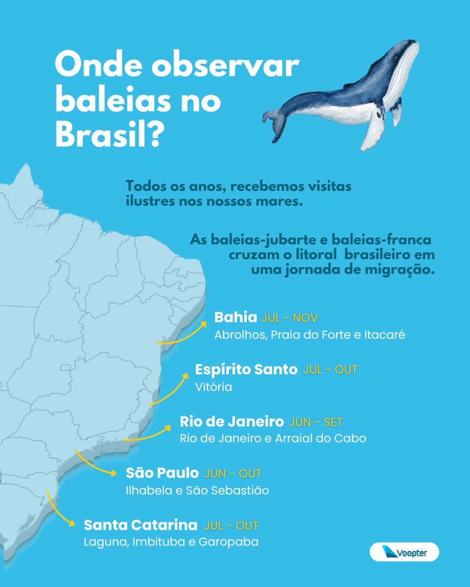 🐋✨💙 De julho a novembro, as baleias dão show no litoral brasileiro! Saiba onde e a melhor época para observar esse espetáculo.