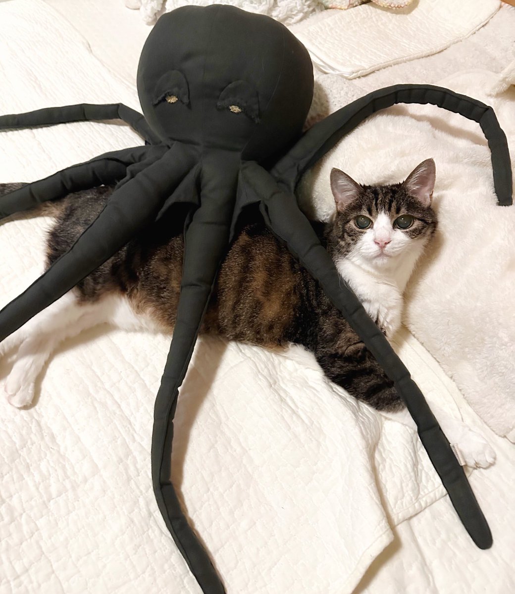 y5_y5_san's tweet photo. numero74は赤ちゃんや子供グッズのブランドで全部オーガニックコットンだから猫にも優しいはず!私のお気に入りタコのぬいぐるみもでっかクマもnumeroの🐙🧸✨
#numero74
#ぬいぐるみ https://t.co/ZikqFphjRl